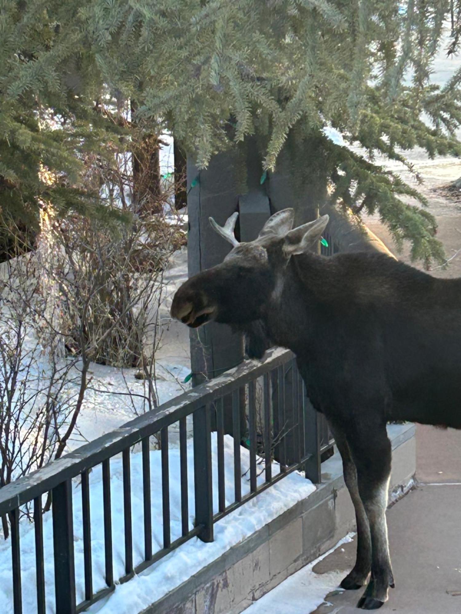 Buffalo Lodge 8320 By Summitcove Lodging Keystone Luaran gambar